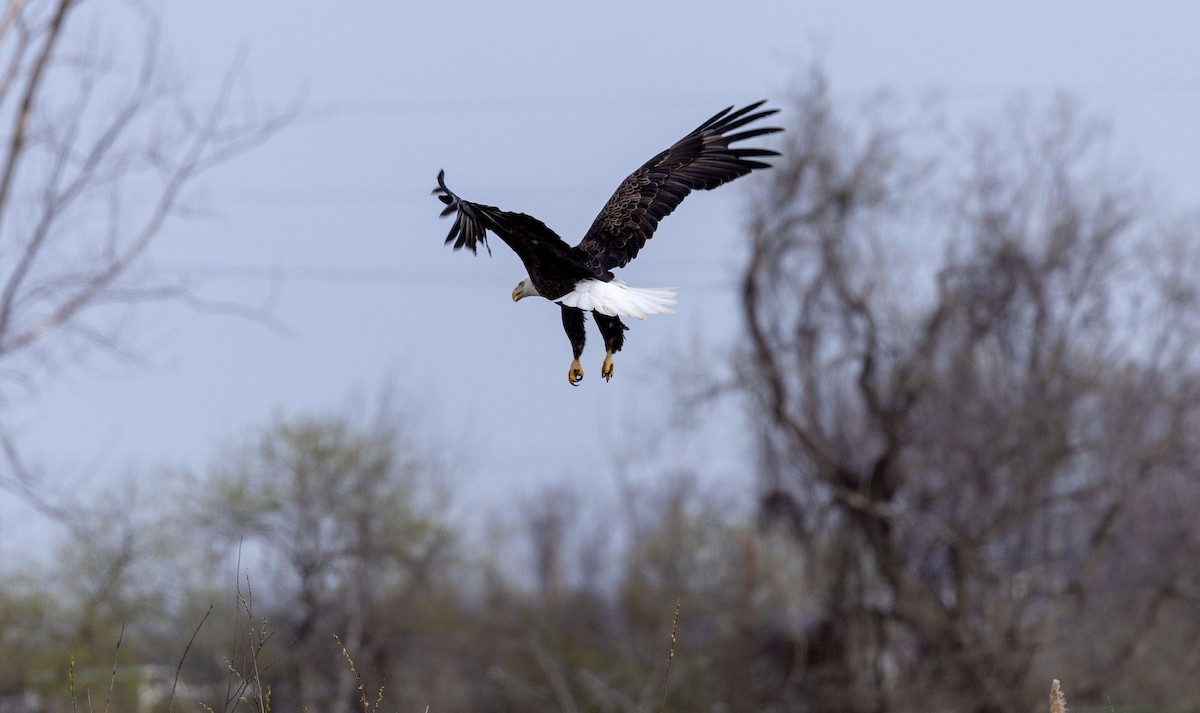 Bald Eagle - ML617490722