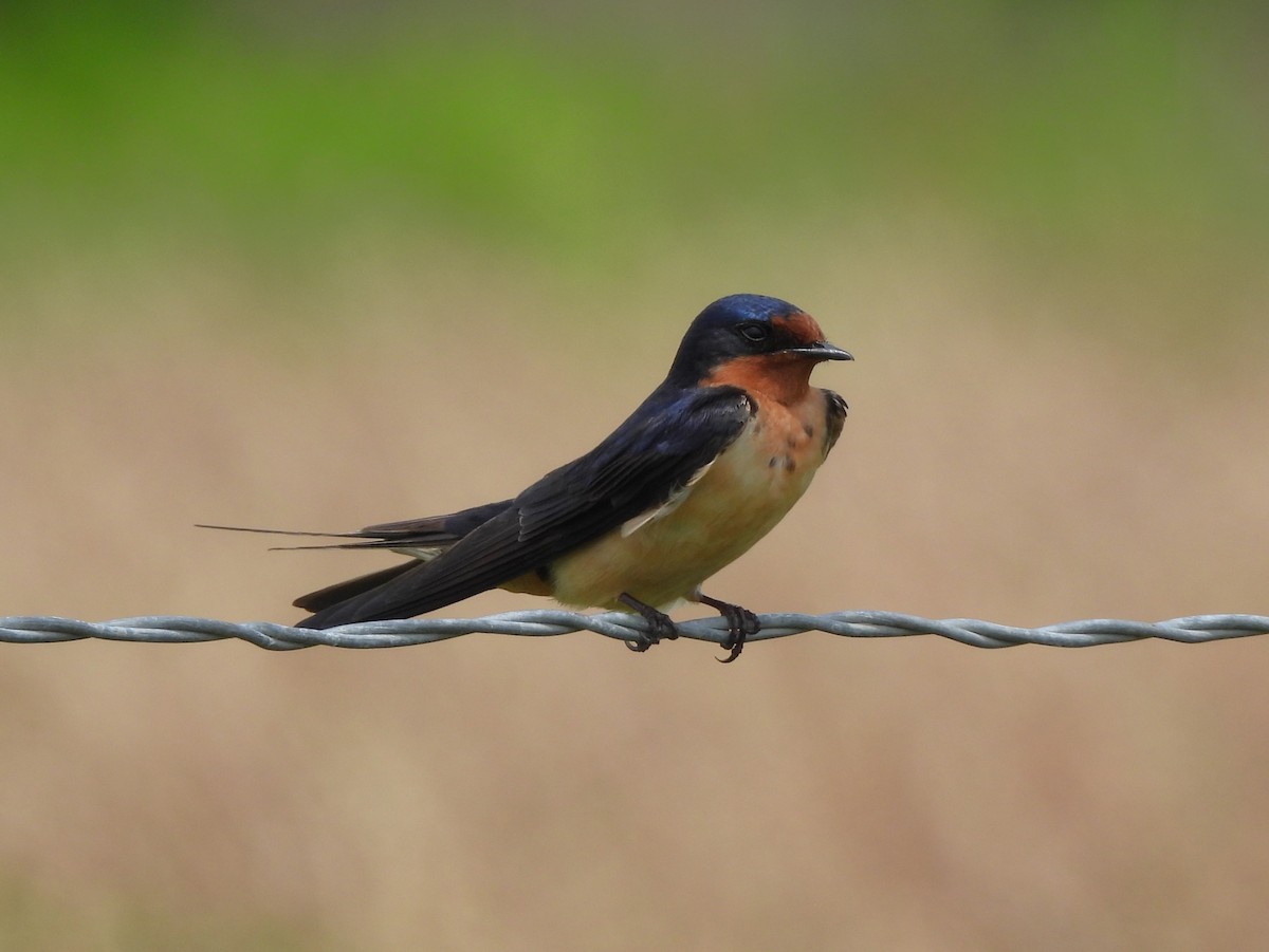 Golondrina Común - ML617490788