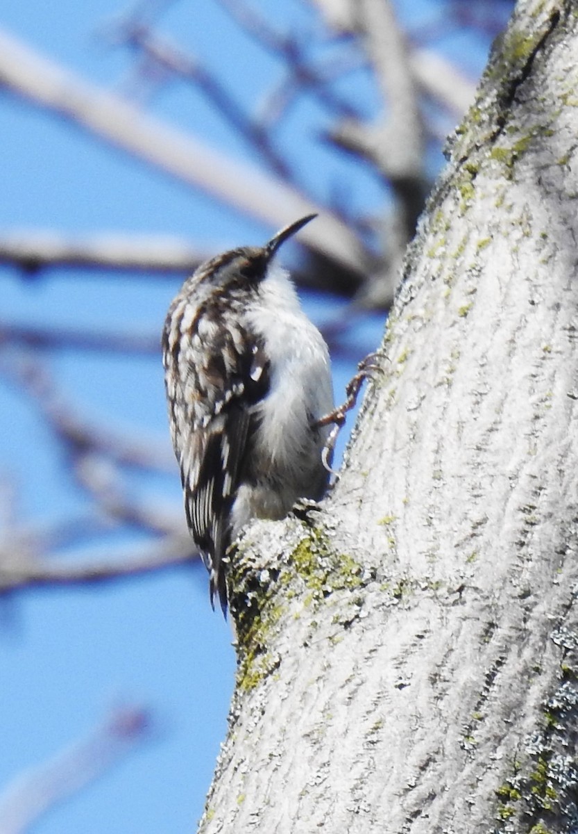 Brown Creeper - ML617490818