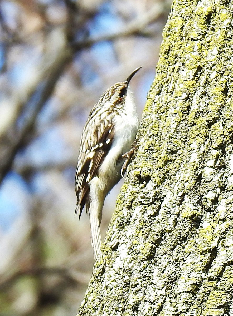 Brown Creeper - ML617490819