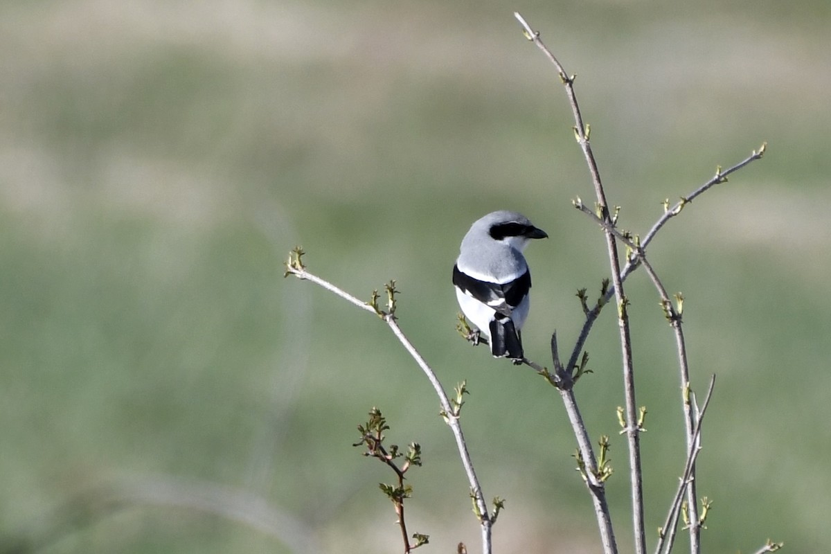 Loggerhead Shrike - ML617490912