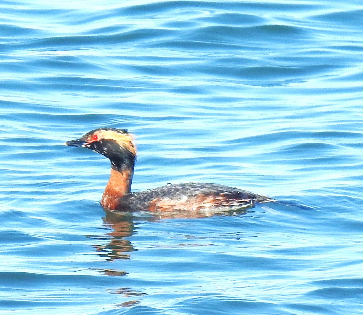 Horned Grebe - Lucio 'Luc' Fazio