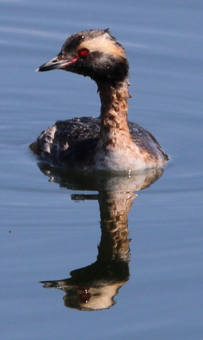 Horned Grebe - NE Ohio Duck Tracker - JUDY   ( ')>