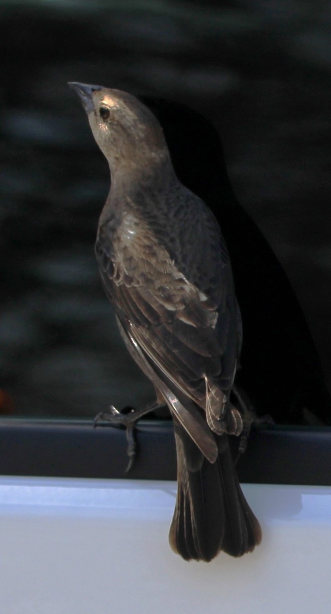 Brown-headed Cowbird - NE Ohio Duck Tracker - JUDY   ( ')>