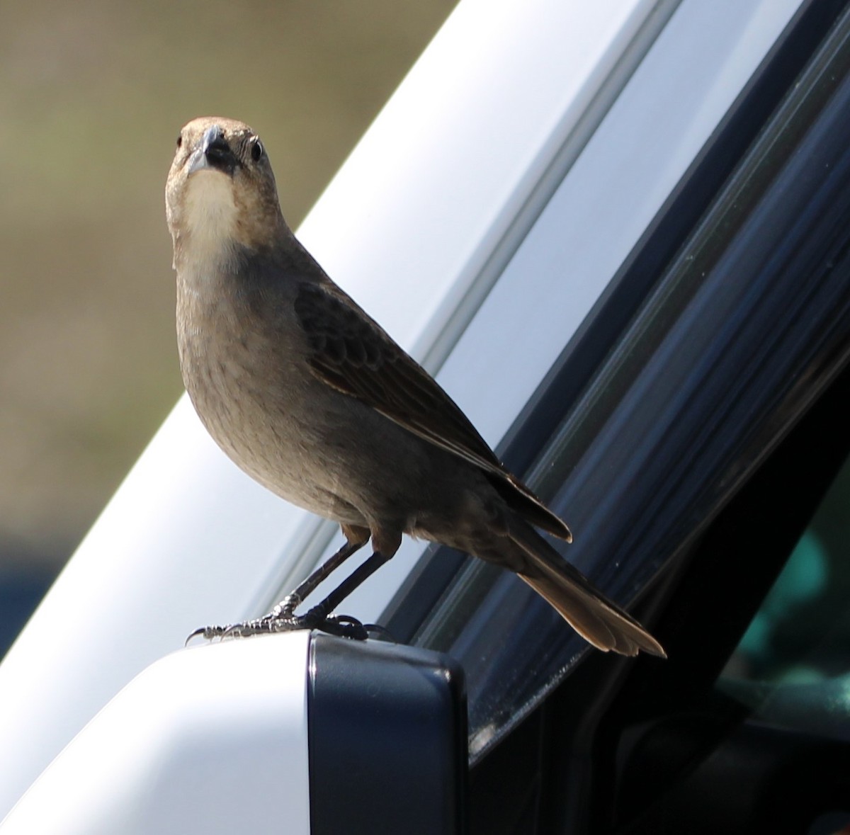 Brown-headed Cowbird - ML617491067