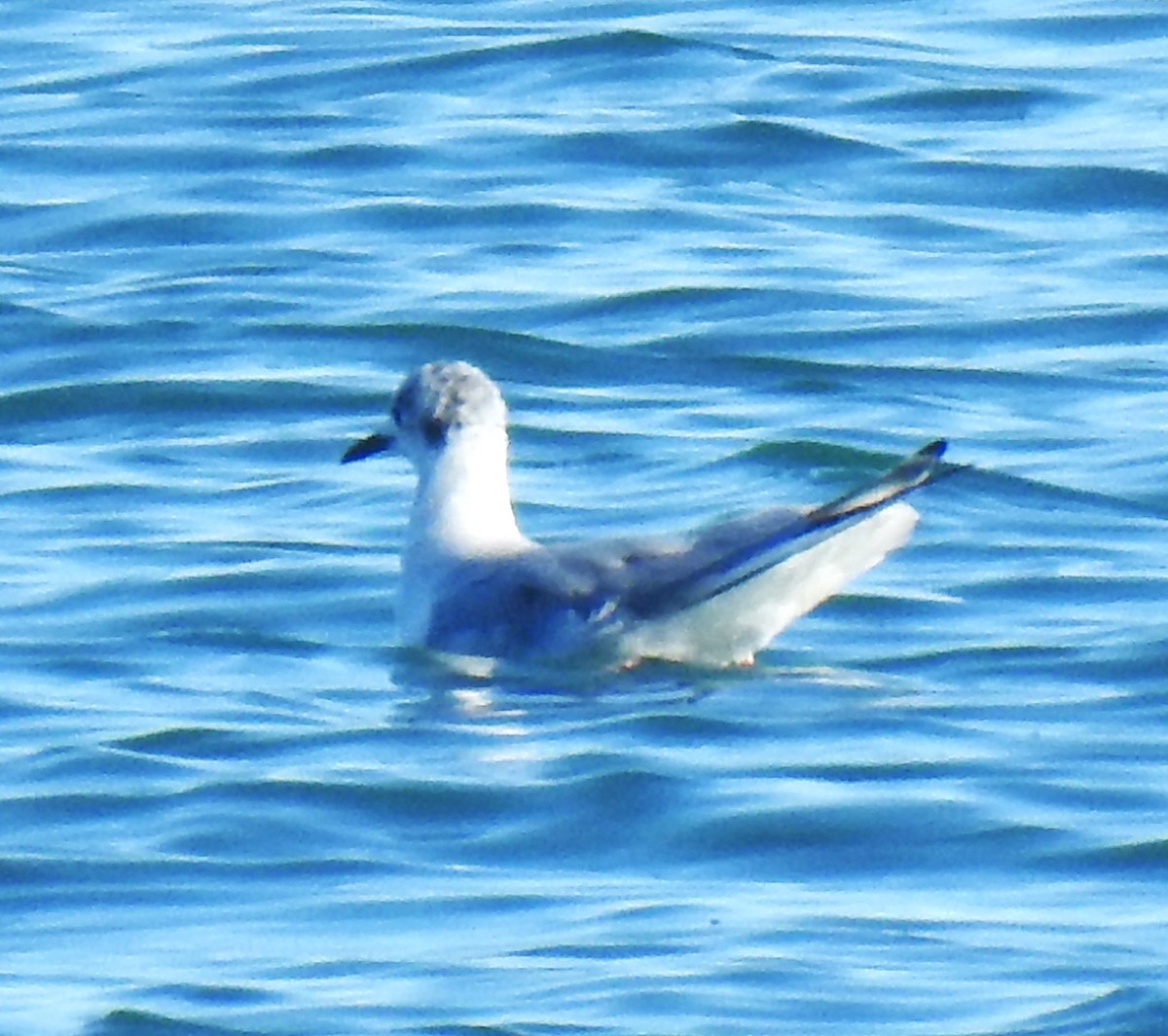 Bonaparte's Gull - Lucio 'Luc' Fazio