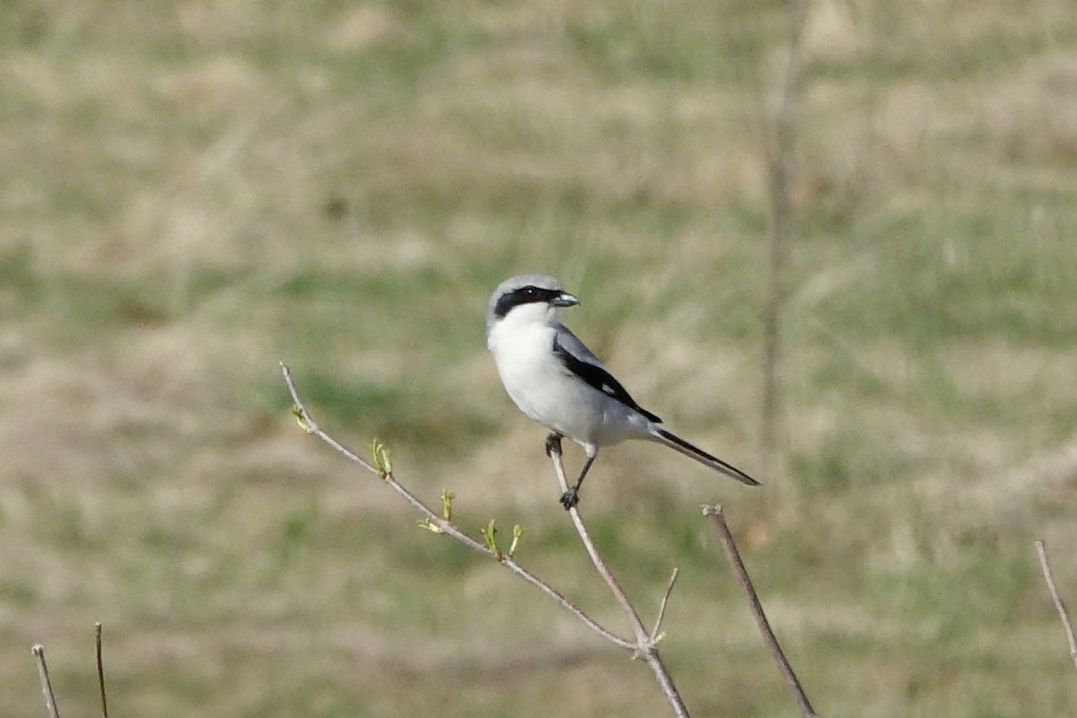 Loggerhead Shrike - Elaine Marie