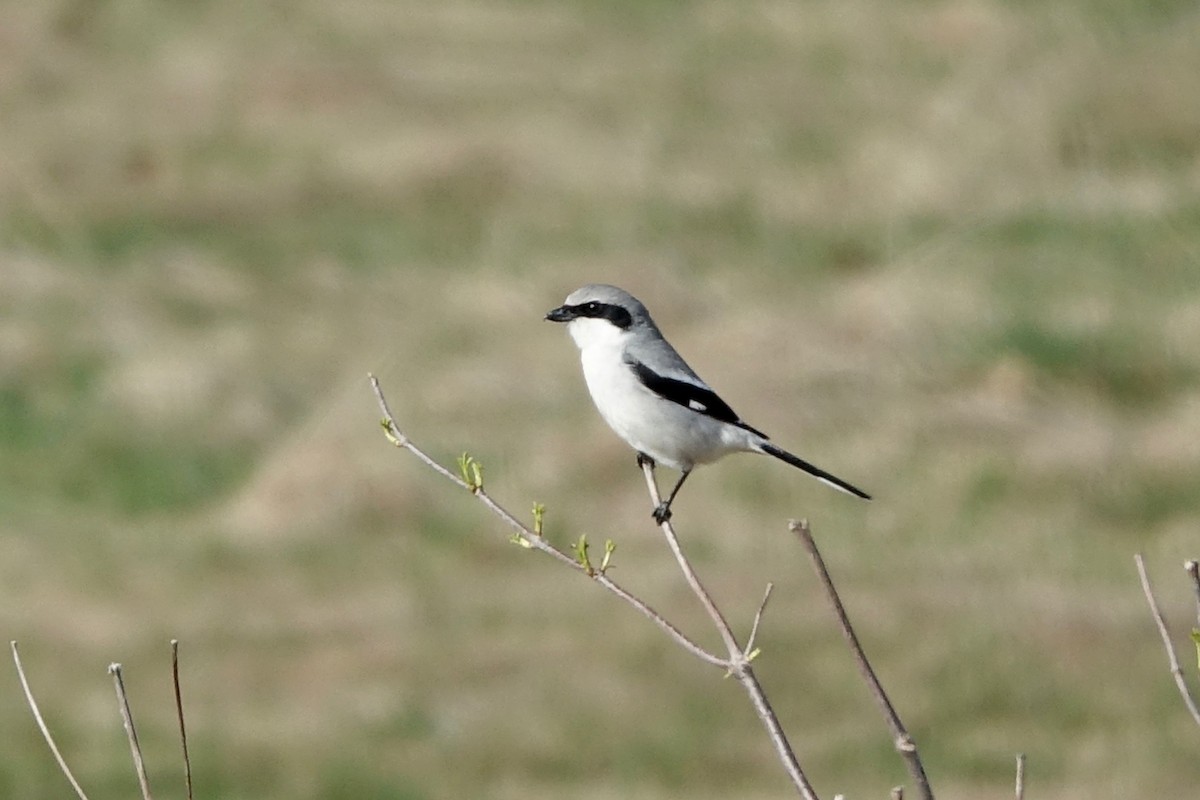 Loggerhead Shrike - ML617491142