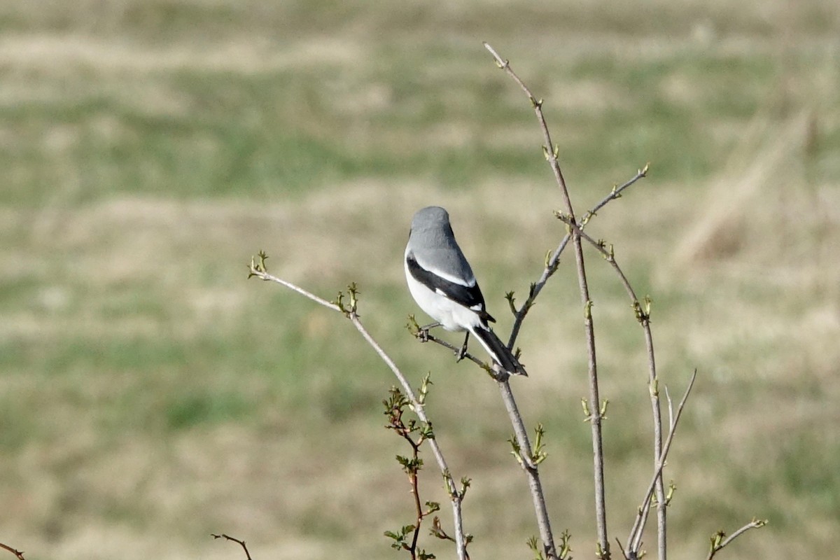 Loggerhead Shrike - ML617491153