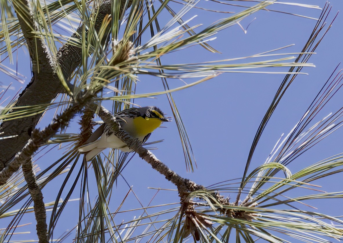 Grace's Warbler - ML617491162