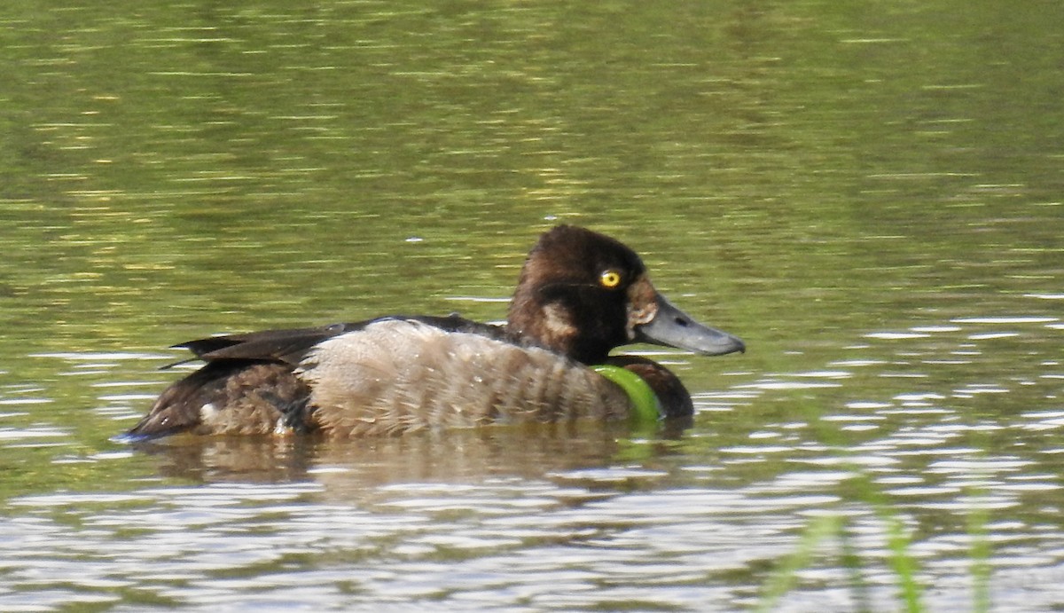 Lesser Scaup - Tomohide Cho