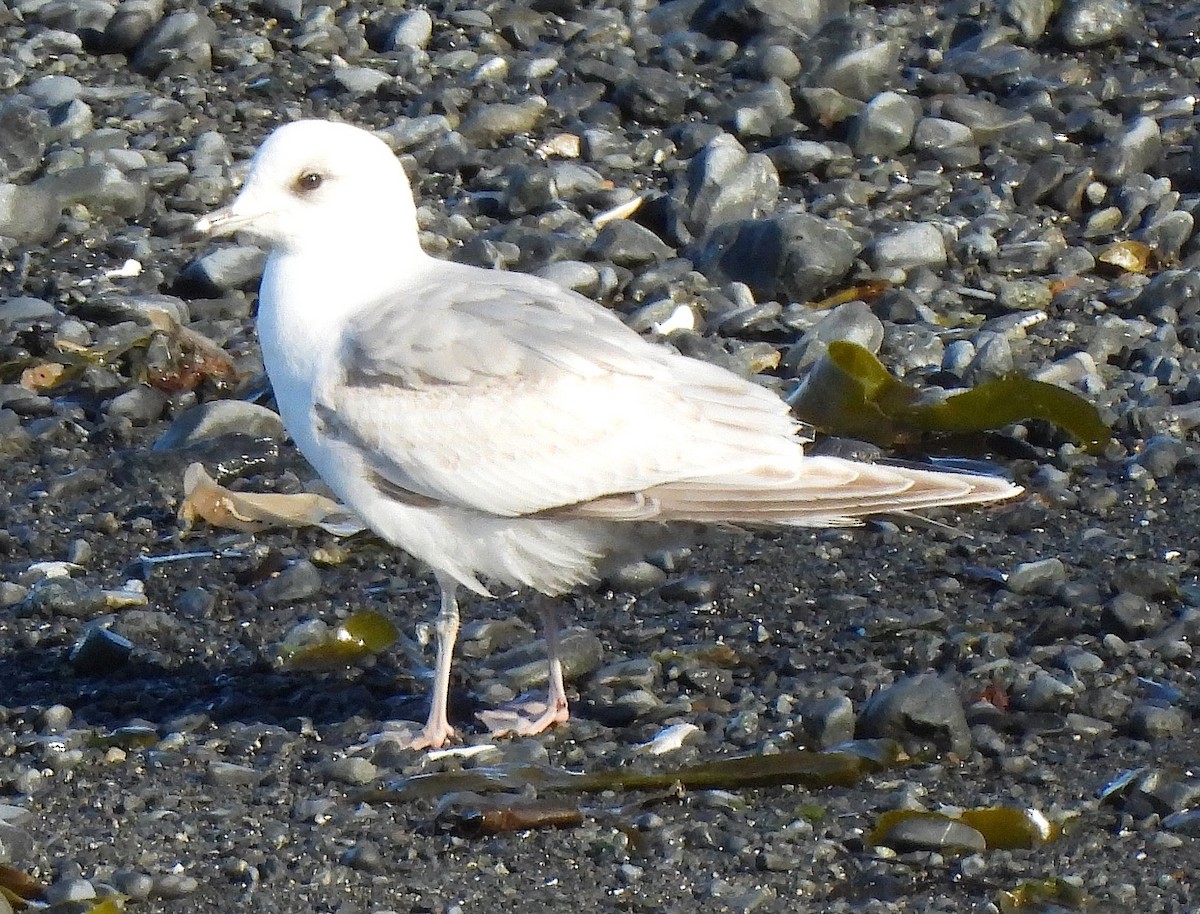 Short-billed Gull - ML617491187