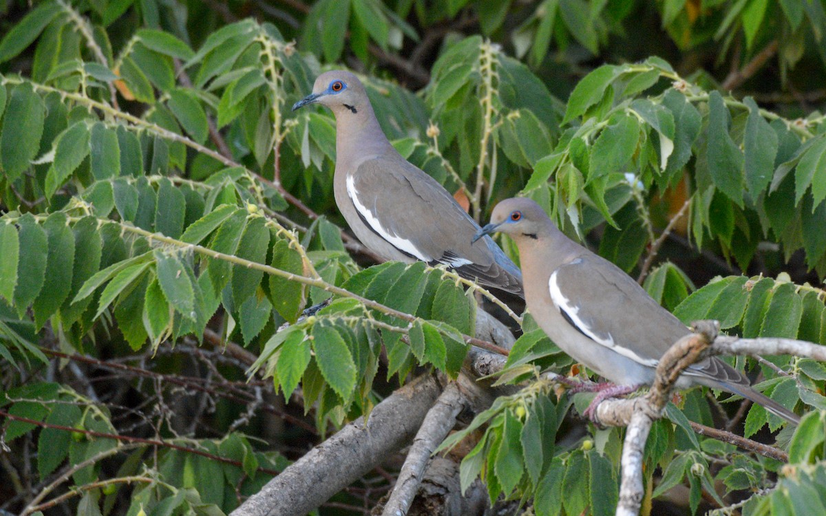 White-winged Dove - ML617491206