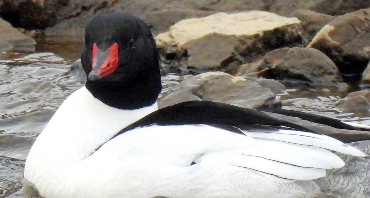 Common Merganser - ML617491219