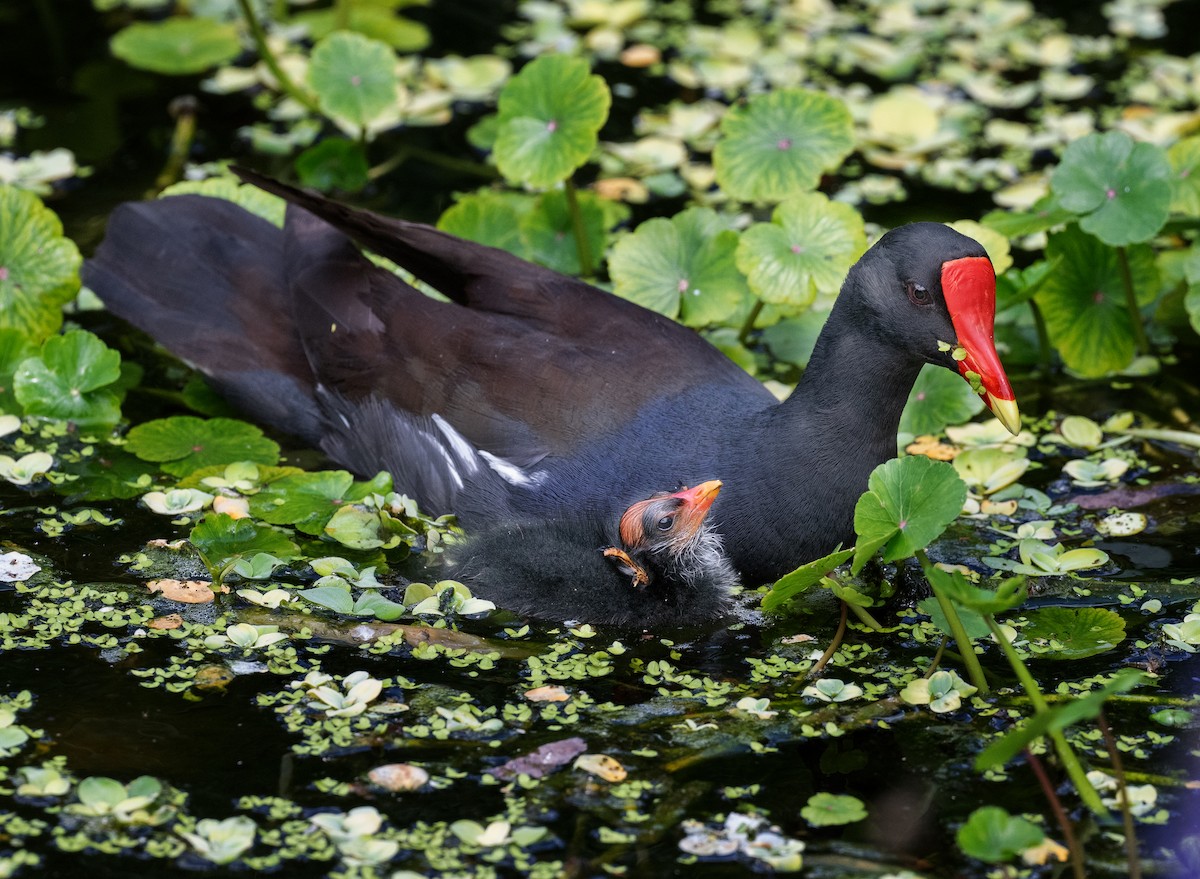 Common Gallinule - ML617491228