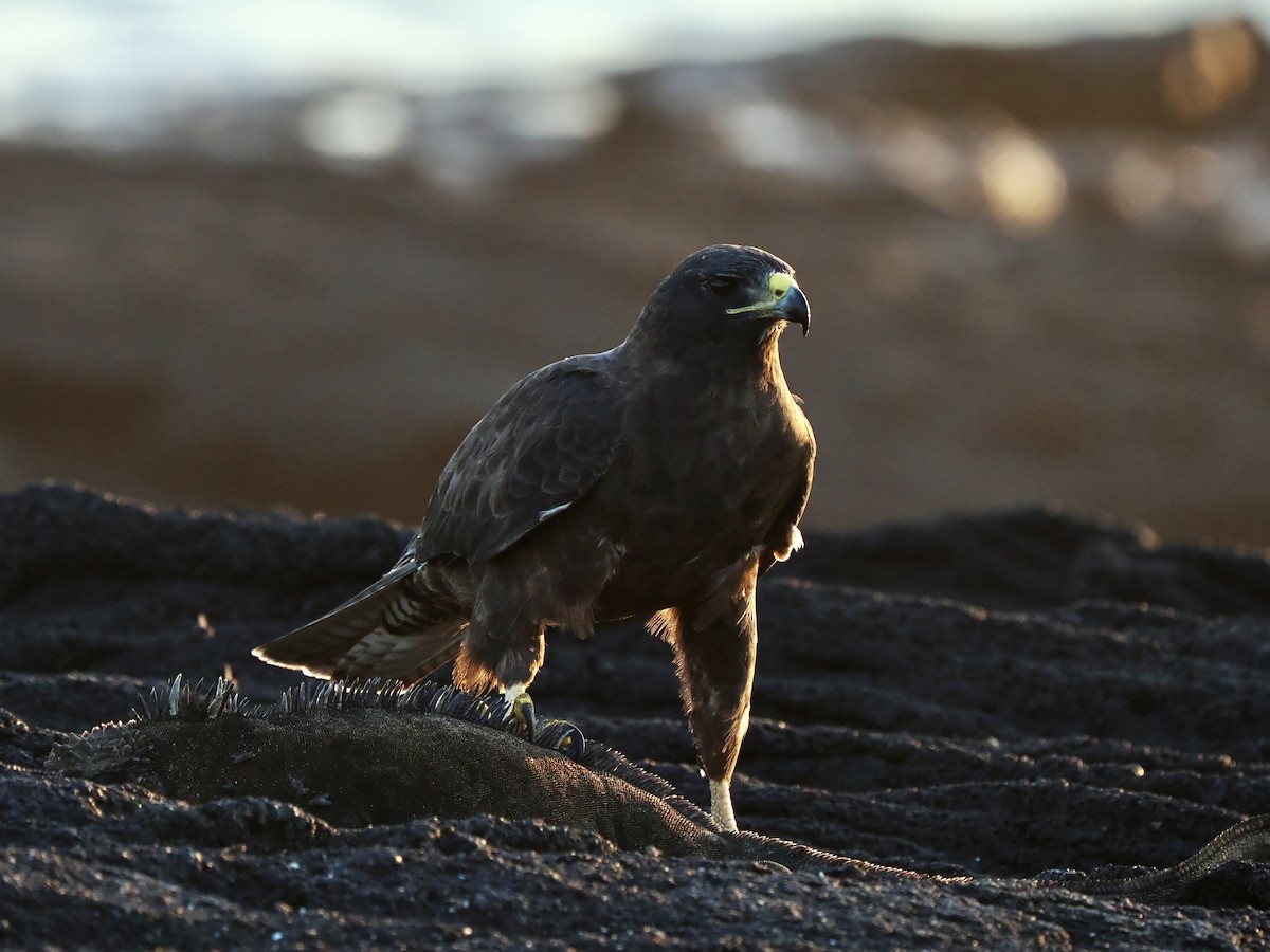 Galapagos Hawk - ML617491243