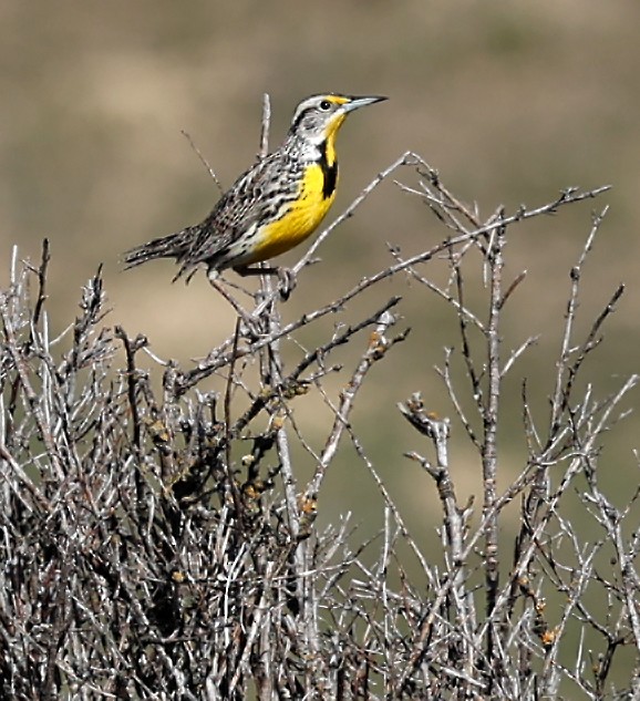 Western Meadowlark - ML617491268