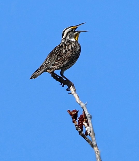 Western Meadowlark - ML617491278