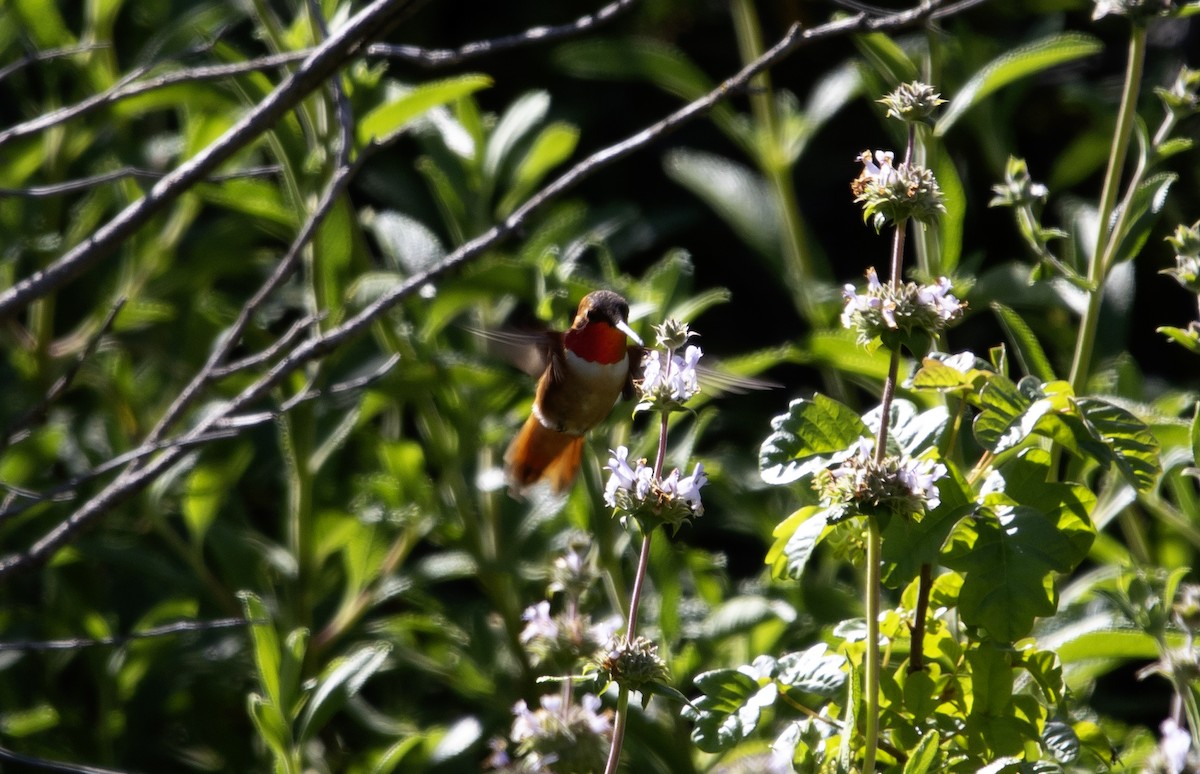 Rufous Hummingbird - ML617491309