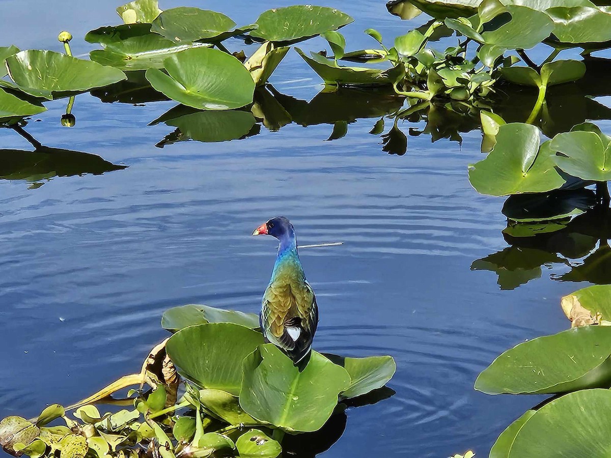 Purple Gallinule - ML617491317