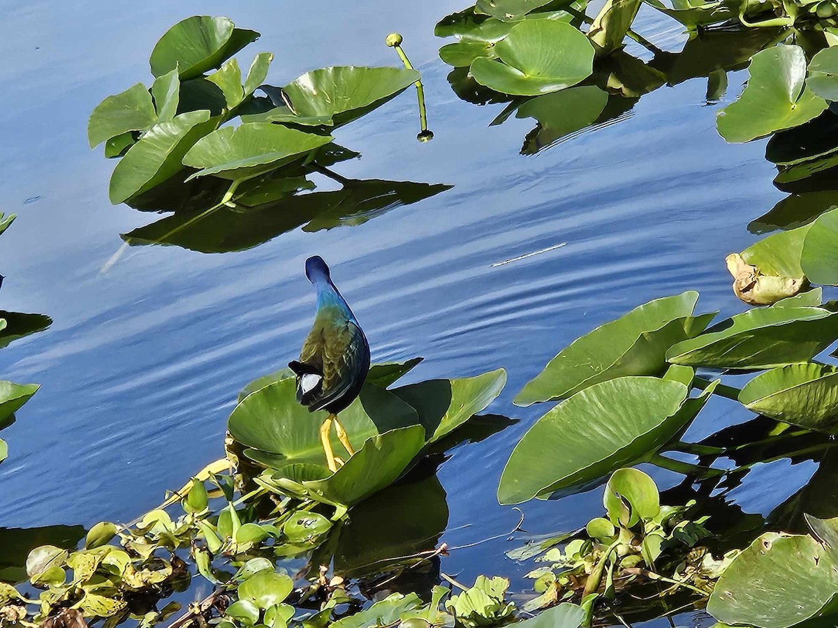 Purple Gallinule - ML617491318