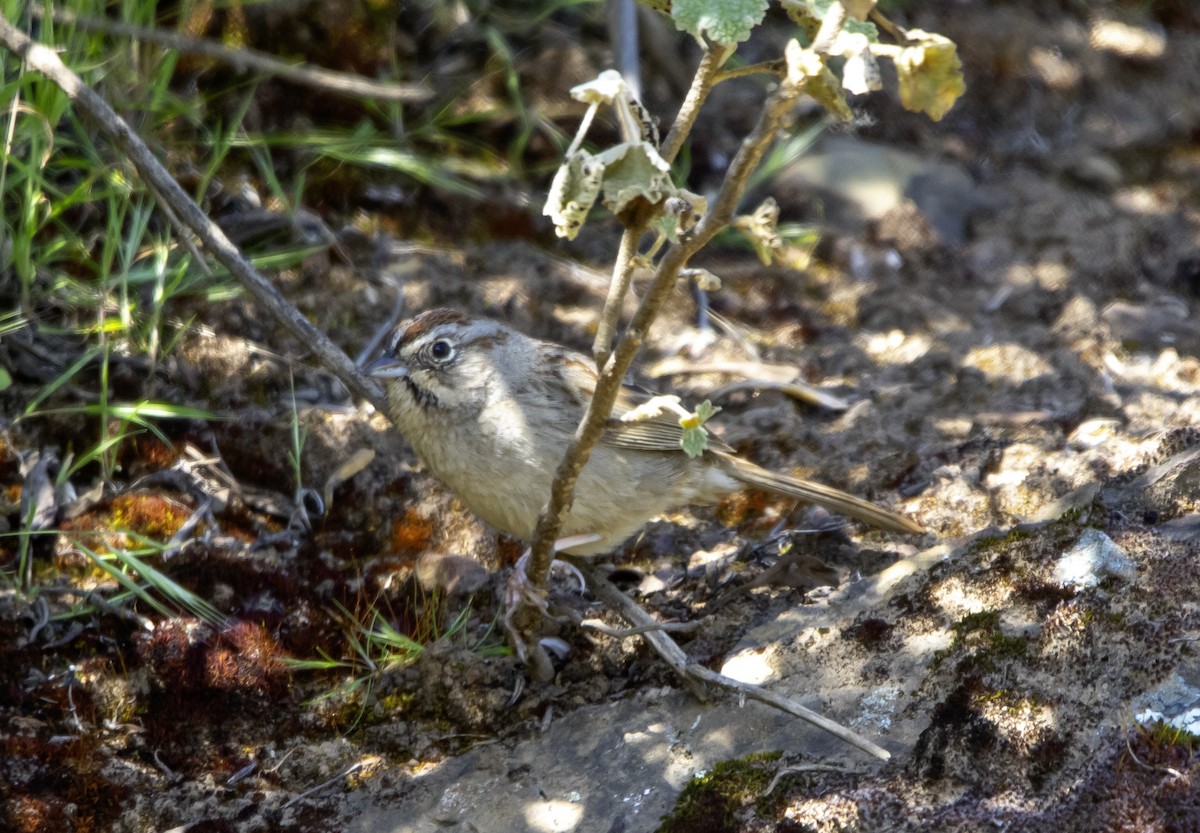 Rufous-crowned Sparrow - Rene Reyes