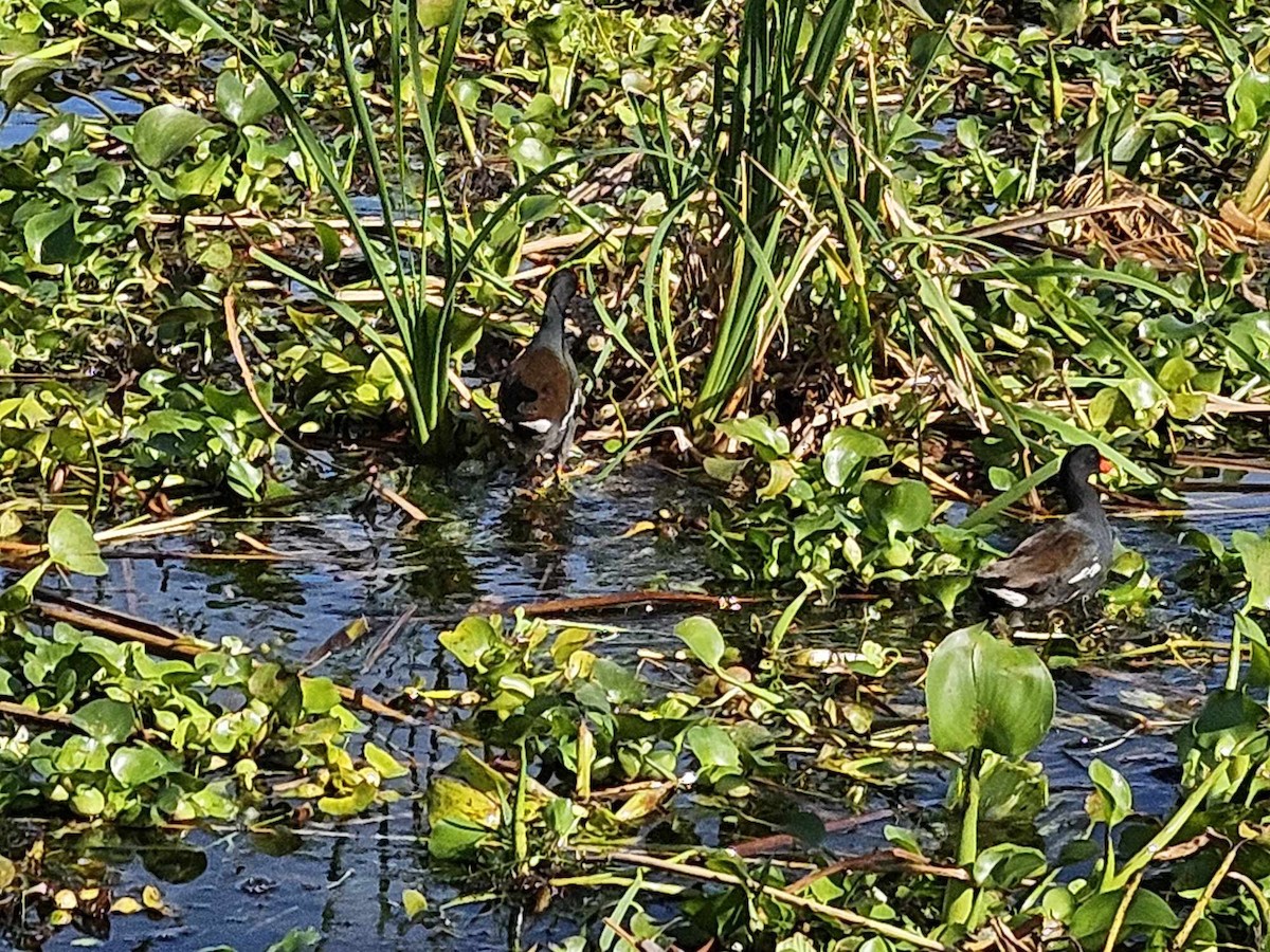 Common Gallinule - ML617491363