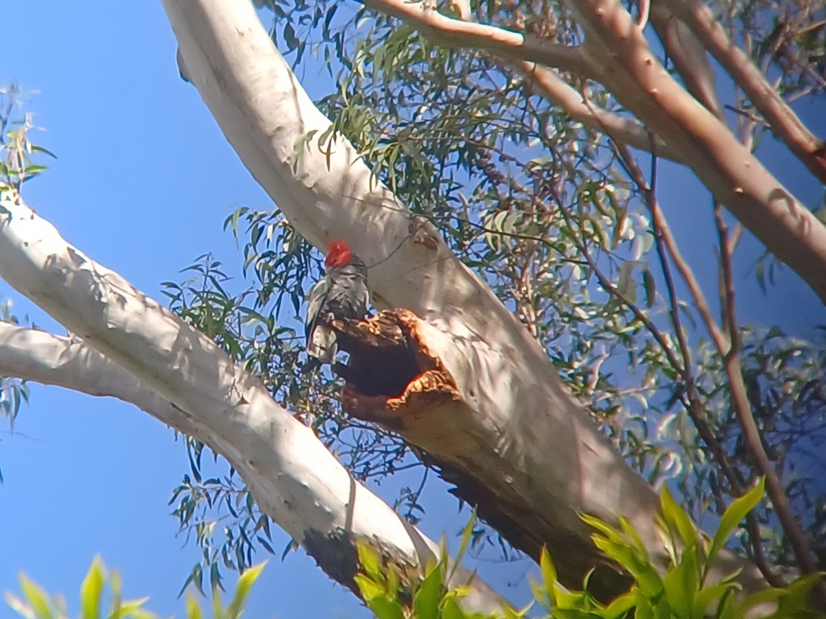 Gang-gang Cockatoo - ML617491376