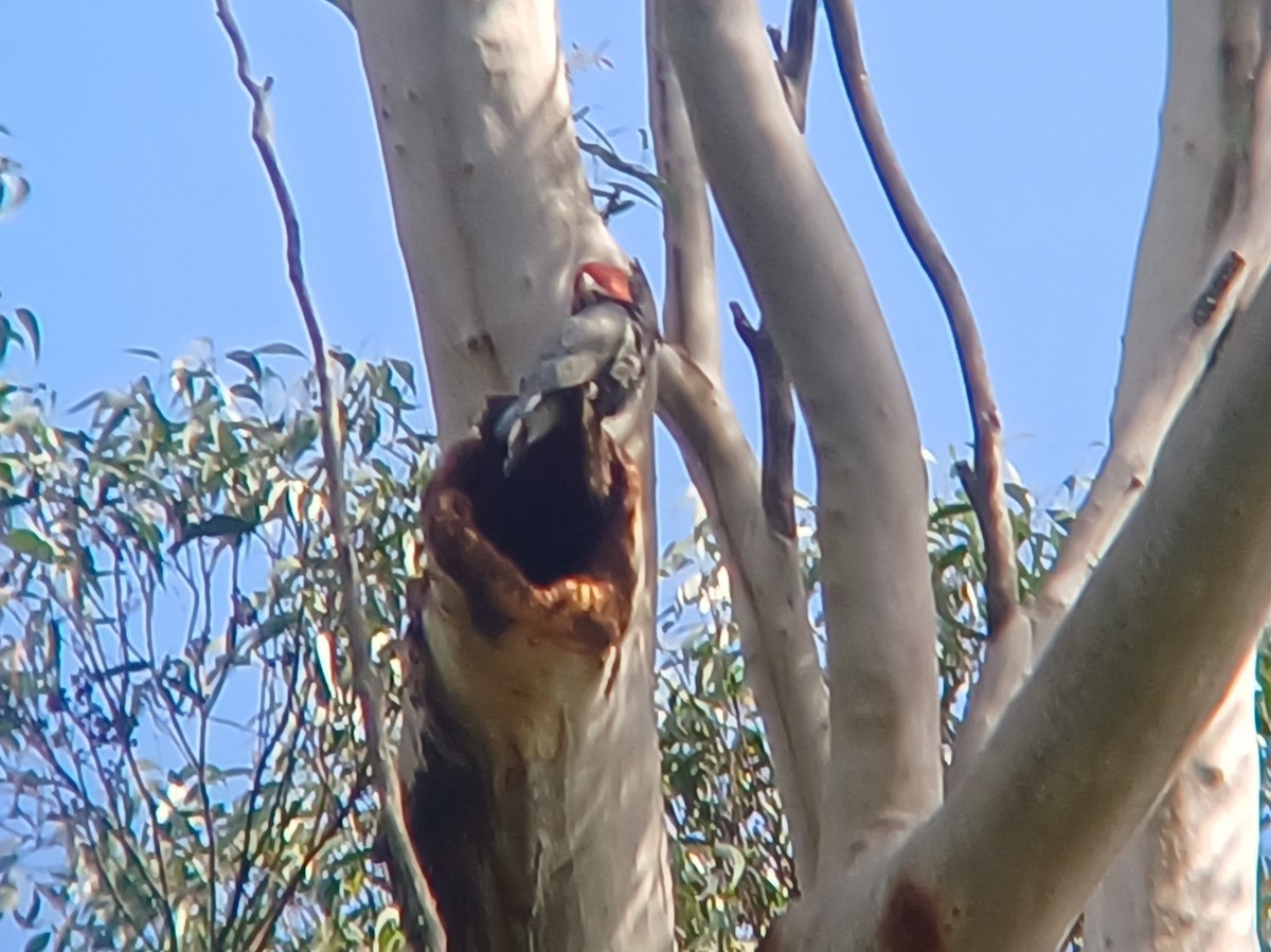 Gang-gang Cockatoo - ML617491378