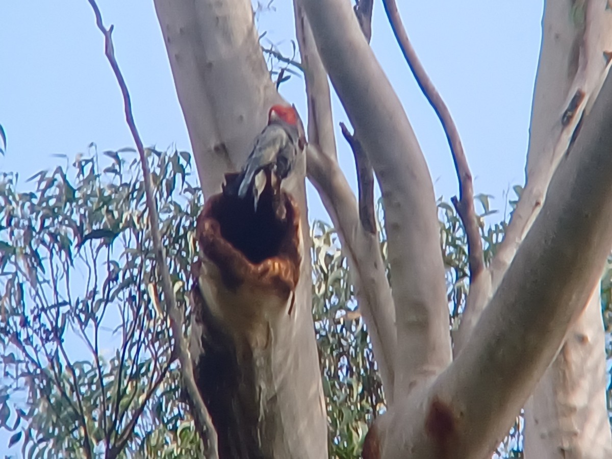 Gang-gang Cockatoo - ML617491379