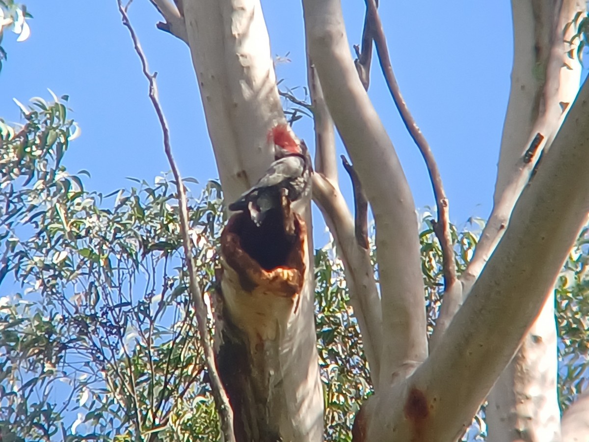 Gang-gang Cockatoo - Sooraj  Sekhar