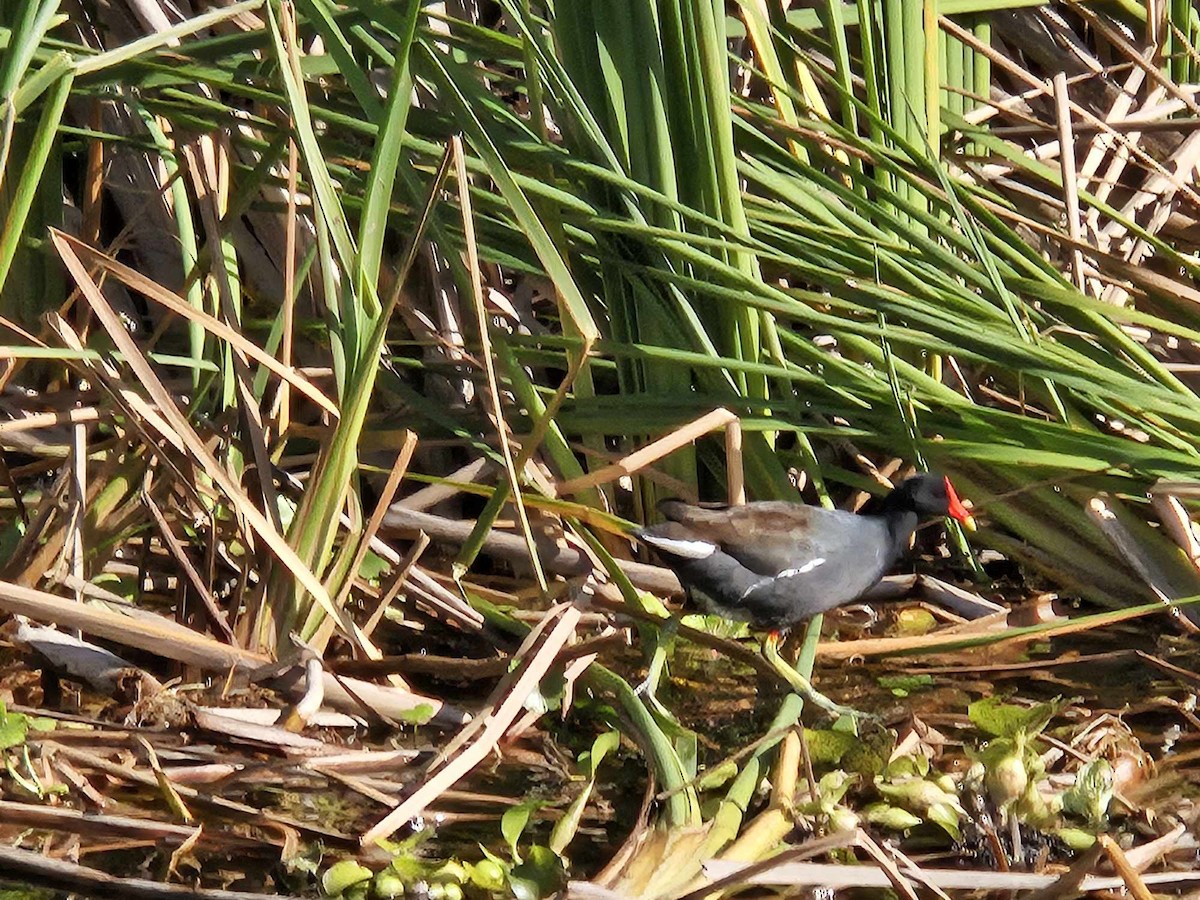 Common Gallinule - ML617491388