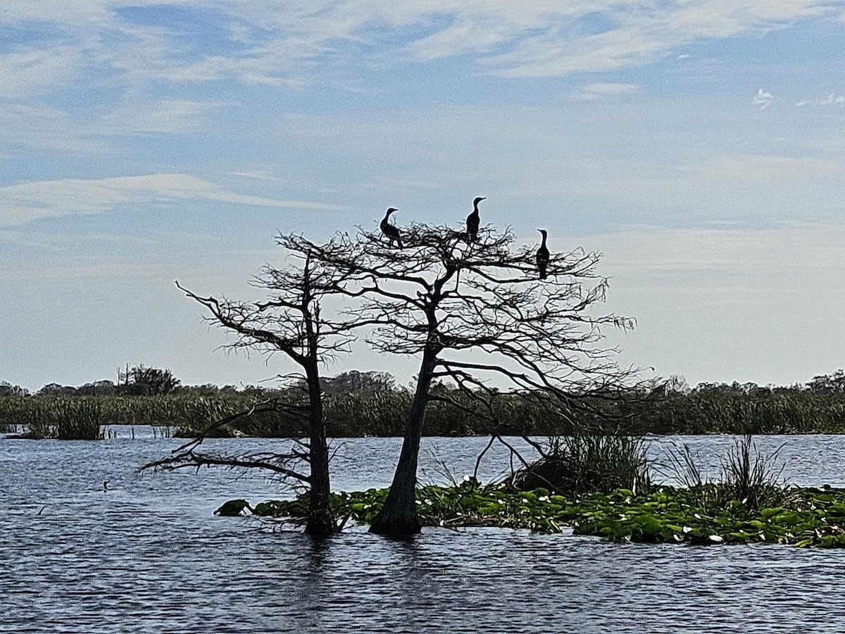 Double-crested Cormorant - ML617491395