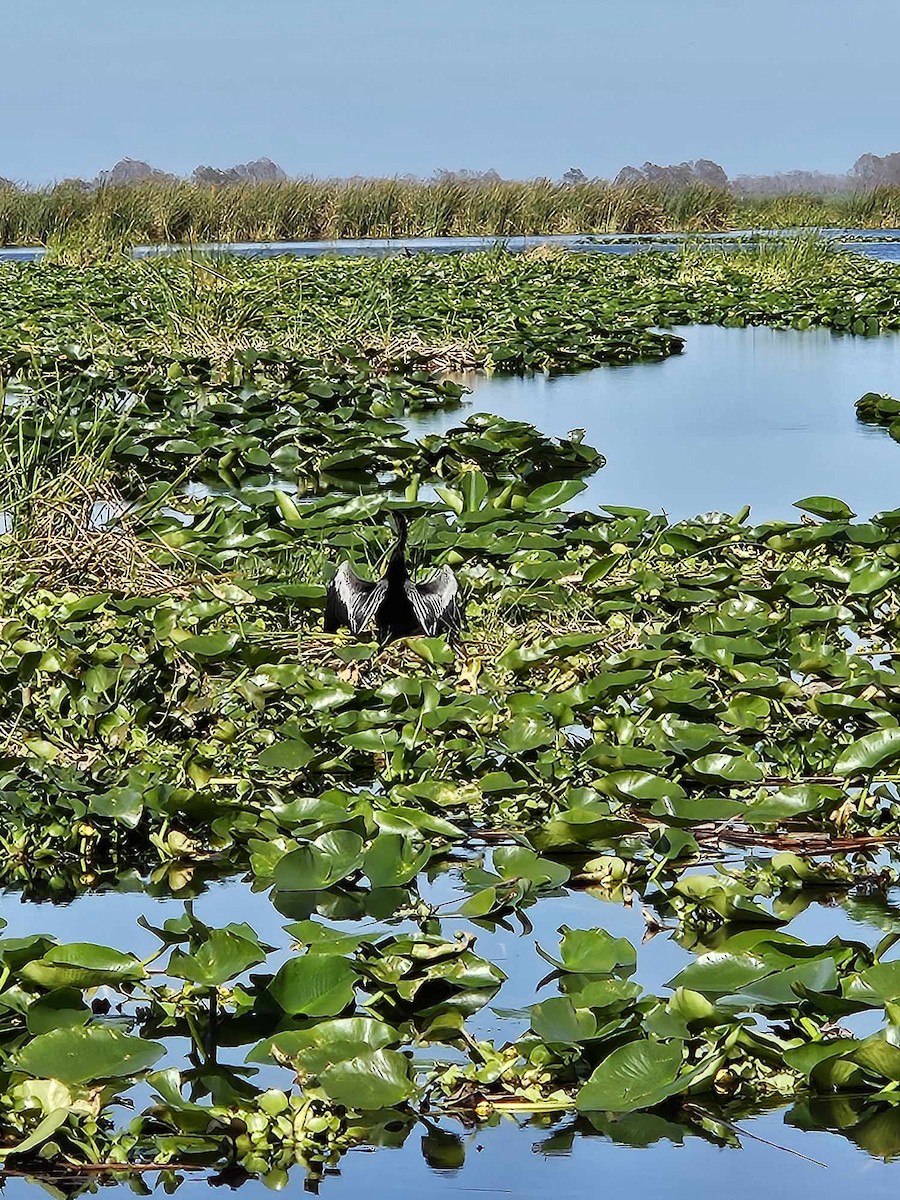 anhinga americká - ML617491396