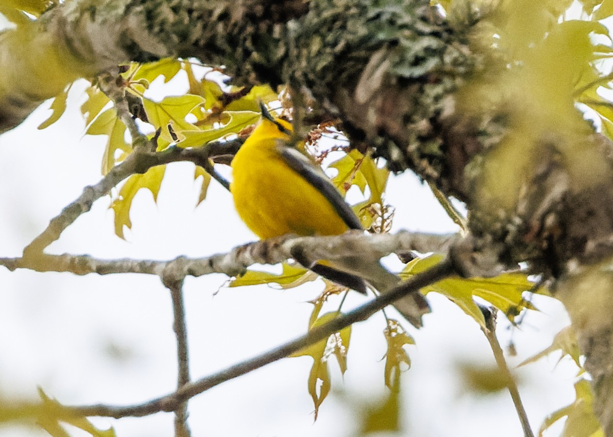 Blue-winged Warbler - ML617491406