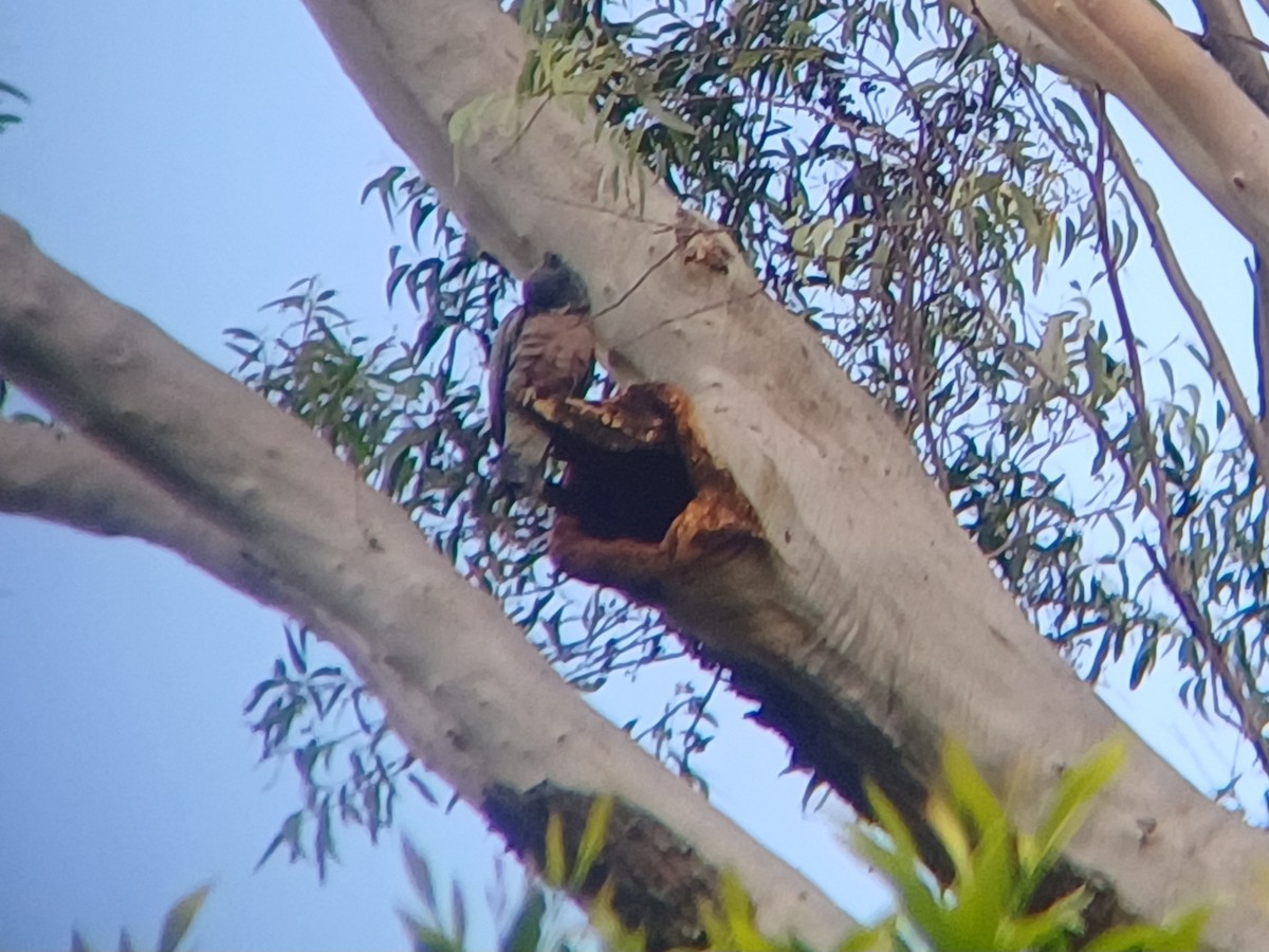 Gang-gang Cockatoo - ML617491415