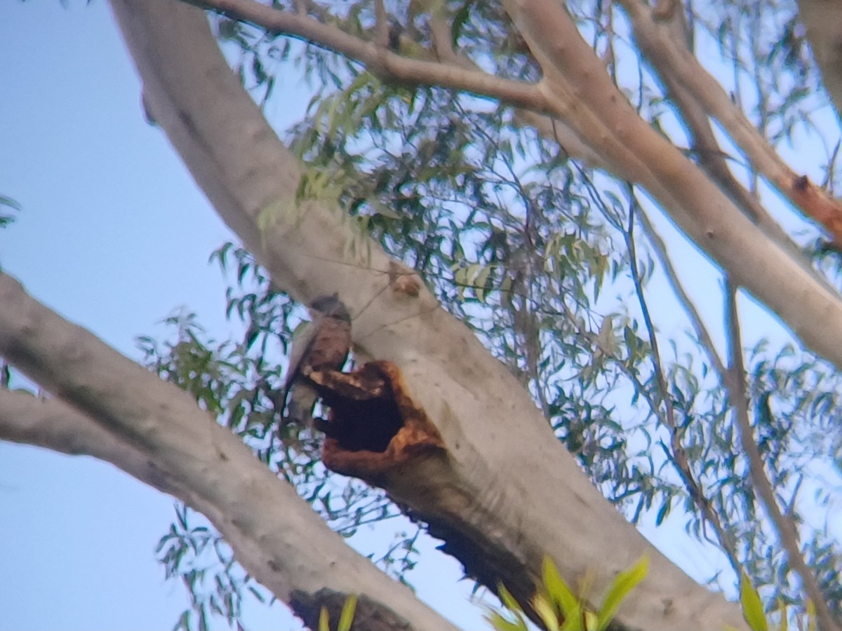 Gang-gang Cockatoo - ML617491416