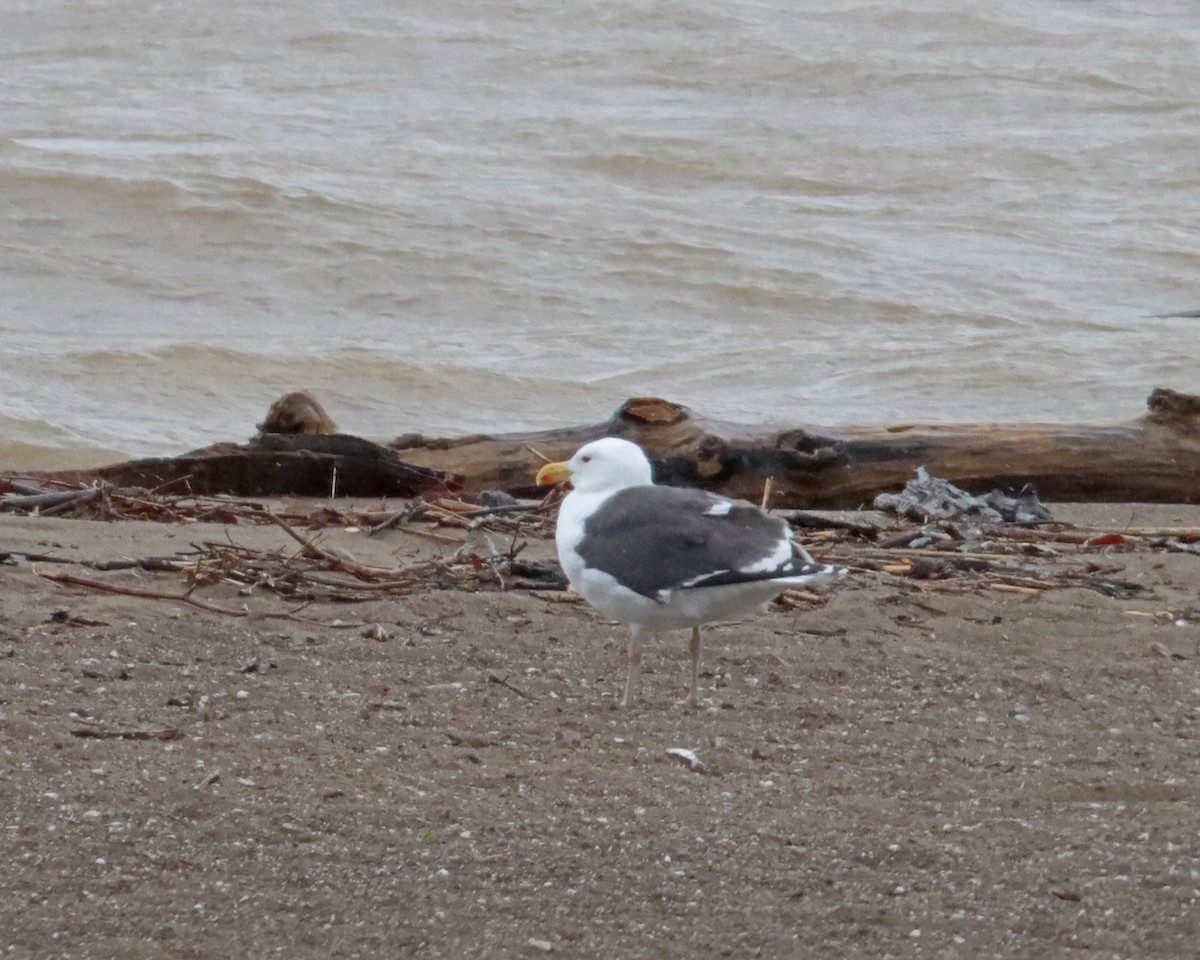 Great Black-backed Gull - ML617491420