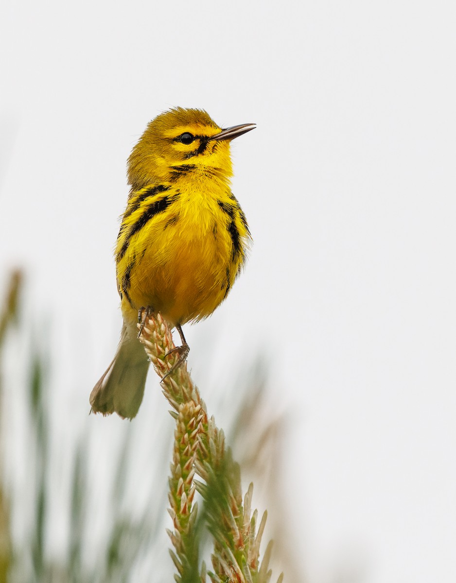 Prairie Warbler - ML617491433