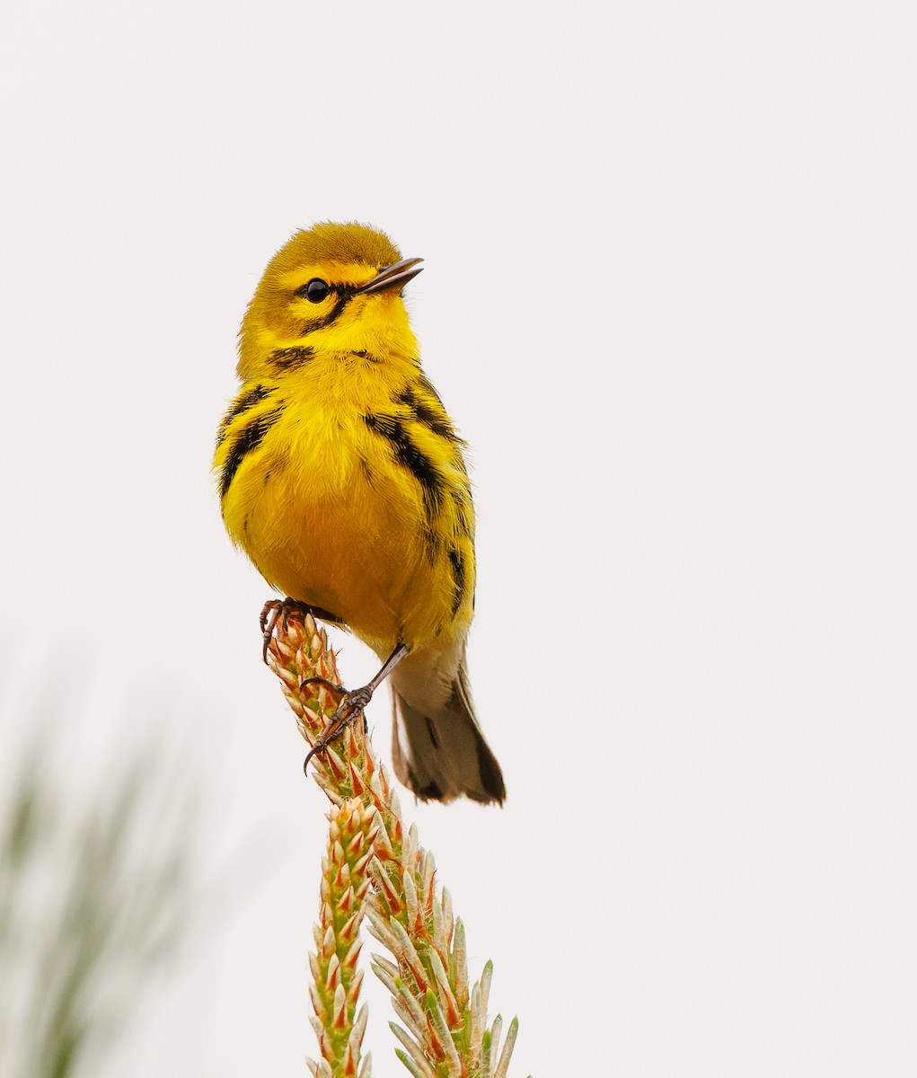 Prairie Warbler - ML617491434