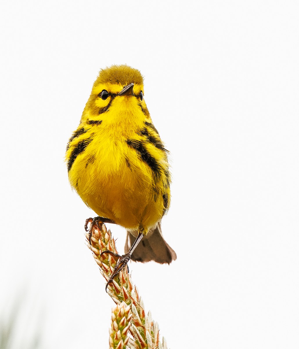 Prairie Warbler - ML617491436