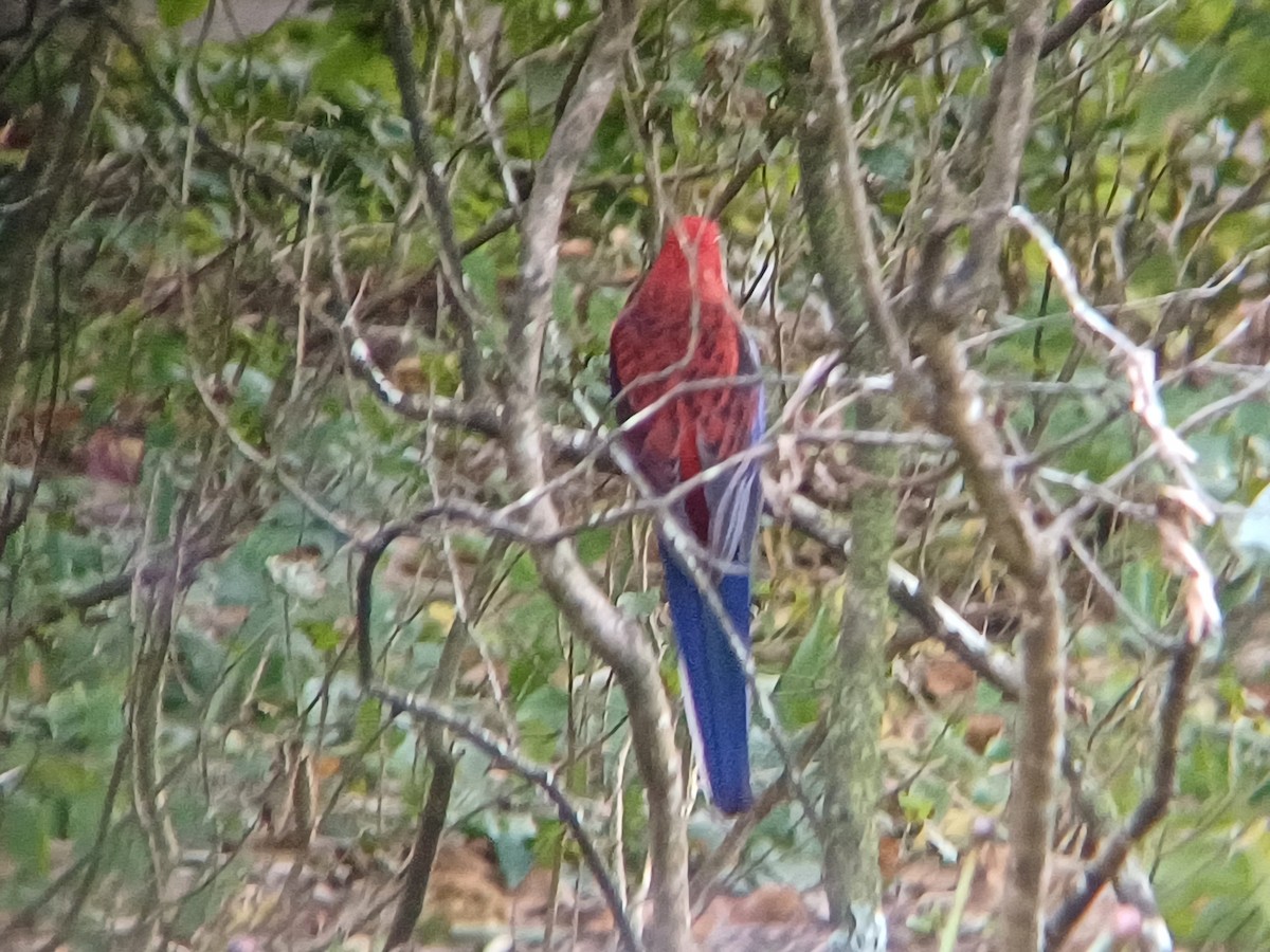 Crimson Rosella - ML617491444