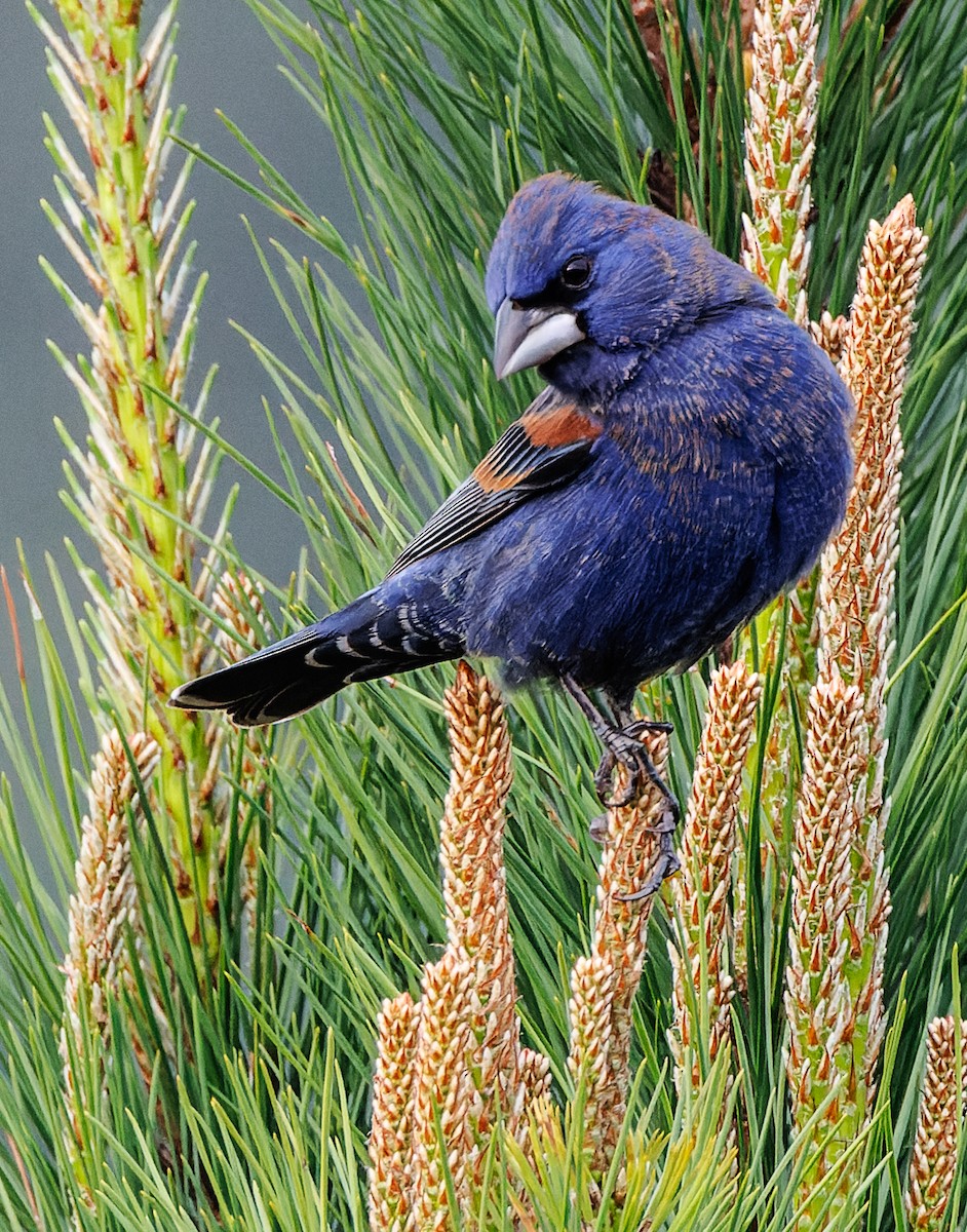 Blue Grosbeak - ML617491447