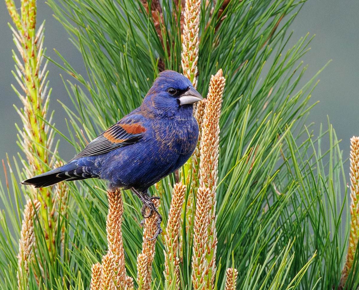 Blue Grosbeak - Imtiaz Haque