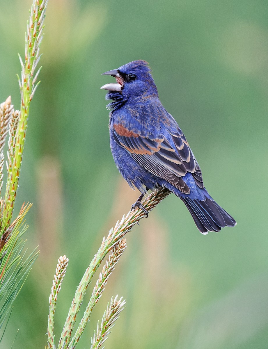 Blue Grosbeak - ML617491454