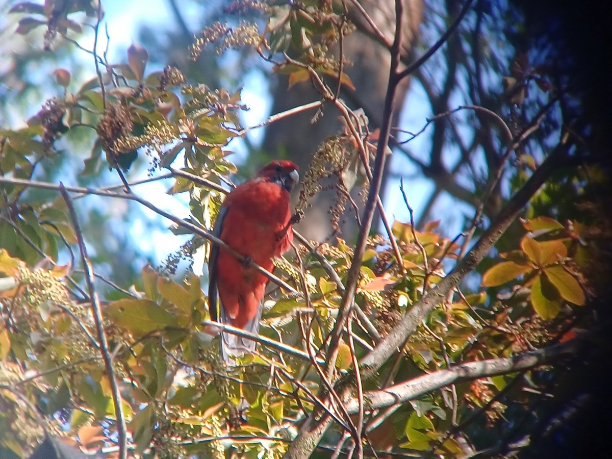 Crimson Rosella - ML617491464