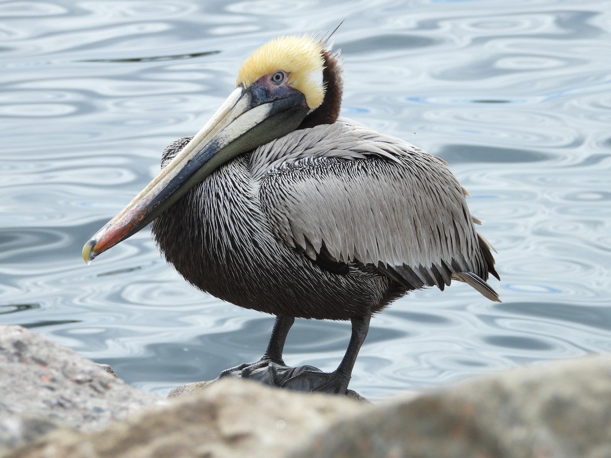 pelikán hnědý - ML617491516