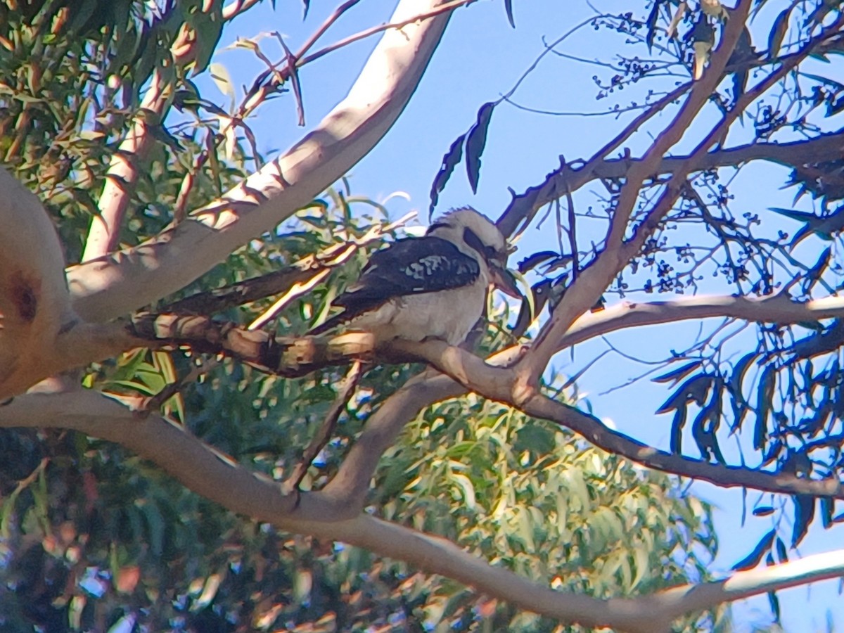 Laughing Kookaburra - ML617491519