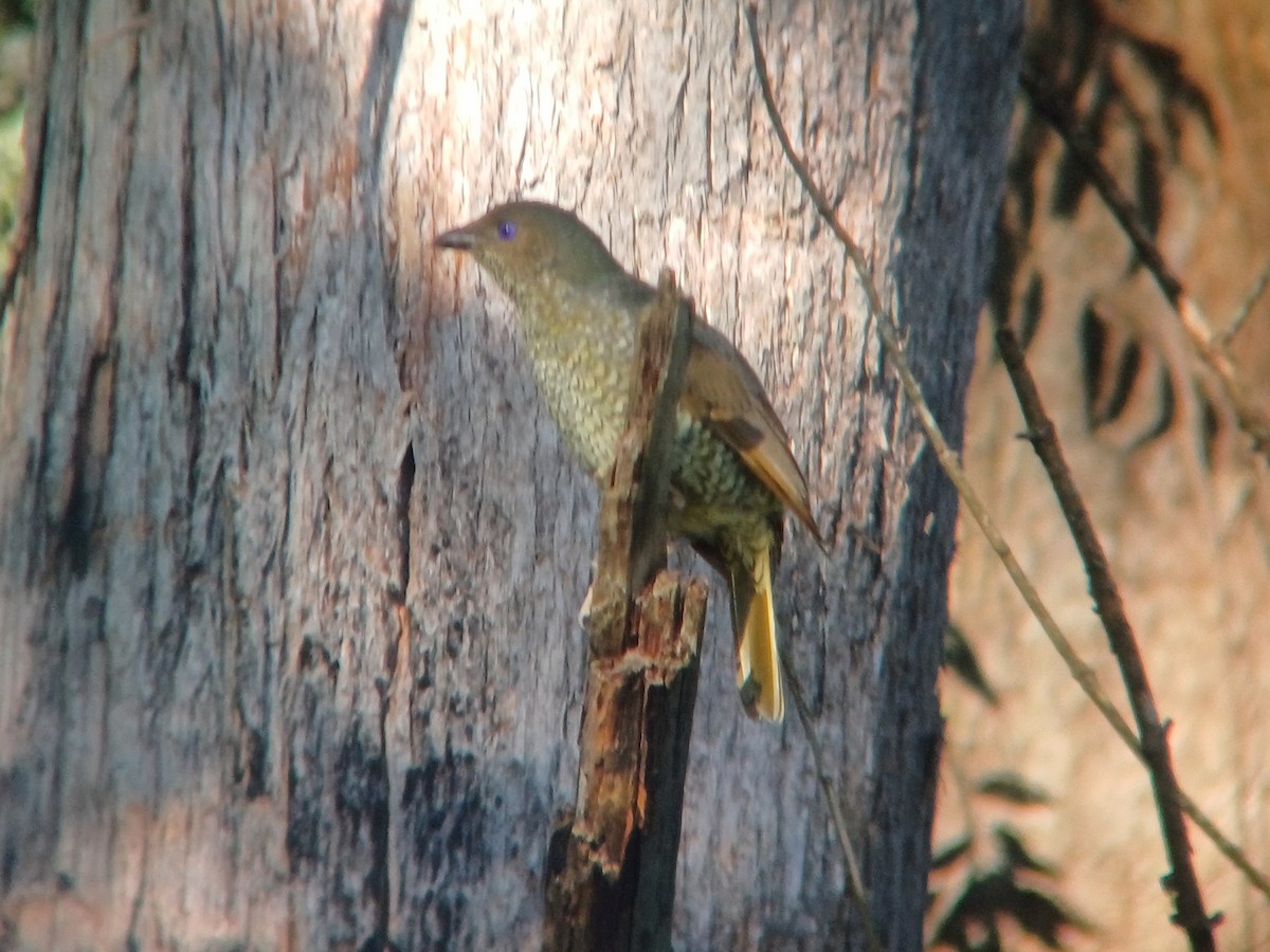 Satin Bowerbird - ML617491557