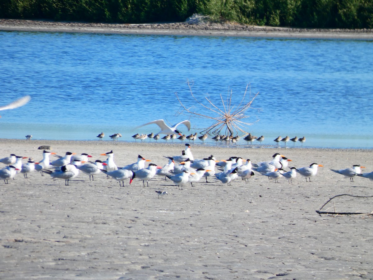 Royal Tern - Eric Plage